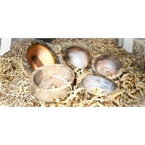 Kursus / Undervisning